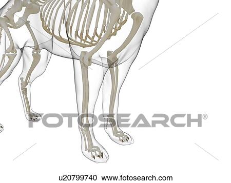 Stock Image - Dog skeleton, computer illustration.. Fotosearch