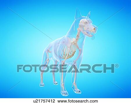 Dog skeleton, computer illustration. View Large Photo Image Stock Image - Dog skeleton, computer illustration.. Fotosearch