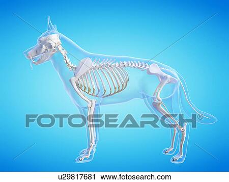Stock Image - Dog skeleton, computer illustration.. Fotosearch