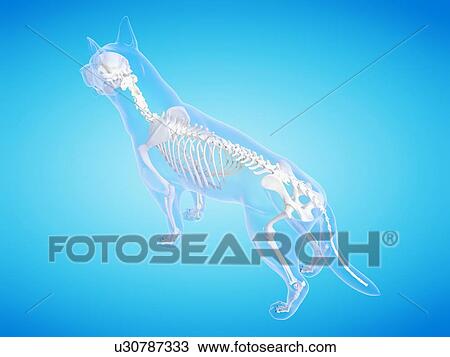 Dog skeleton, computer illustration. View Large Photo Image Stock Image - Dog skeleton, computer illustration.. Fotosearch