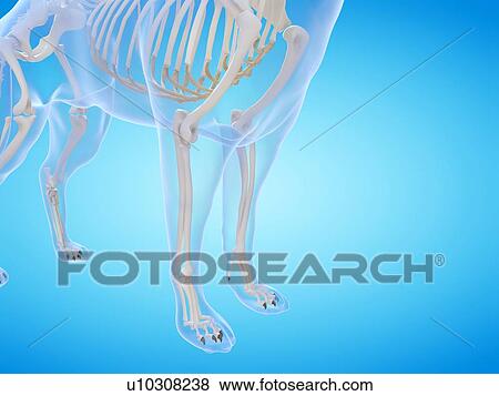 Stock Photo - Dog skeleton, computer illustration.. Fotosearch