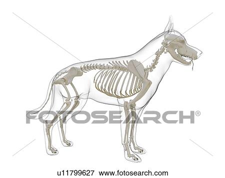 Stock Photo - Dog skeleton, computer illustration.. Fotosearch