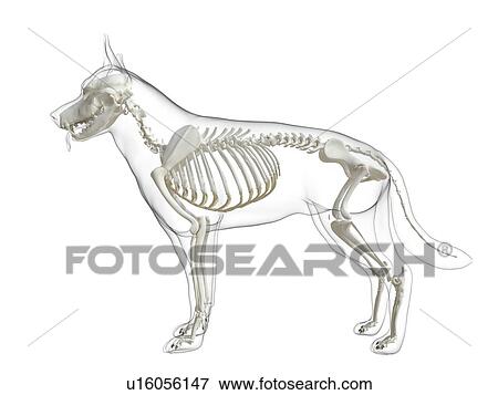 Stock Photo - Dog skeleton, computer illustration.. Fotosearch