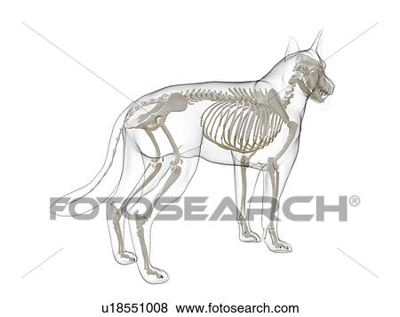 Dog skeleton, computer illustration. View Large Photo Image Stock Photo - Dog skeleton, computer illustration.. Fotosearch