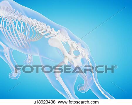 Stock Photo - Dog skeleton, computer illustration.. Fotosearch