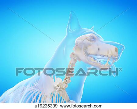 Stock Photo - Dog skeleton, computer illustration.. Fotosearch