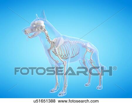 Stock Photo - Dog skeleton, computer illustration.. Fotosearch
