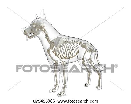 Stock Photograph - Dog skeleton, computer illustration.. Fotosearch
