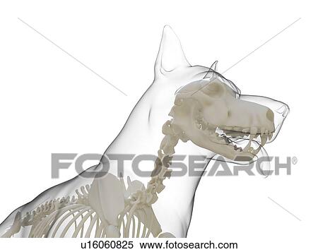 Dog skeleton, computer illustration. View Large Photo Image Stock Photography - Dog skeleton, computer illustration.. Fotosearch
