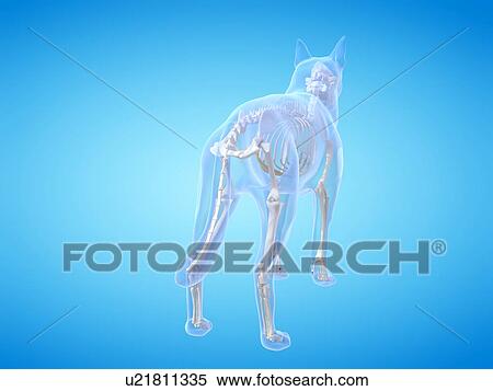 Dog skeleton, computer illustration. View Large Photo Image Stock Photography - Dog skeleton, computer illustration.. Fotosearch