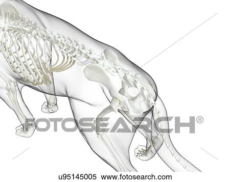 Stock Photography - Dog skeleton, computer illustration.. Fotosearch