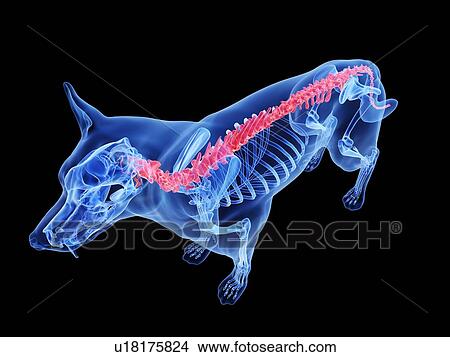Picture - Dog spine, computer illustration.. Fotosearch
