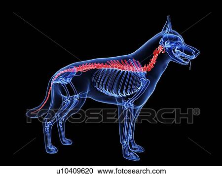 Stock Image - Dog spine, computer illustration.. Fotosearch