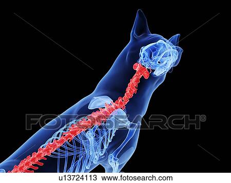 Dog spine, computer illustration. View Large Photo Image Stock Image - Dog spine, computer illustration.. Fotosearch