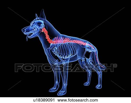 Stock Image - Dog spine, computer illustration.. Fotosearch