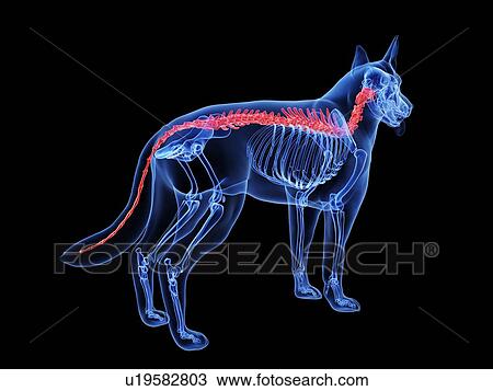 Stock Image - Dog spine, computer illustration.. Fotosearch