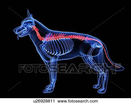 Dog spine, computer illustration. View Large Photo Image Stock Image - Dog spine, computer illustration.. Fotosearch
