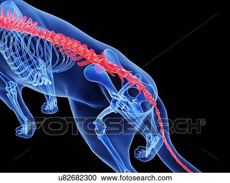 Dog spine, computer illustration. View Large Photo Image Stock Image - Dog spine, computer illustration.. Fotosearch
