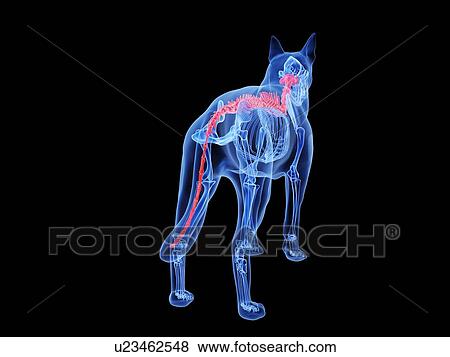 Stock Photo - Dog spine, computer illustration.. Fotosearch