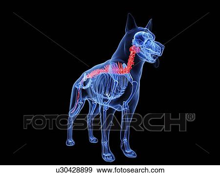 Stock Photo - Dog spine, computer illustration.. Fotosearch
