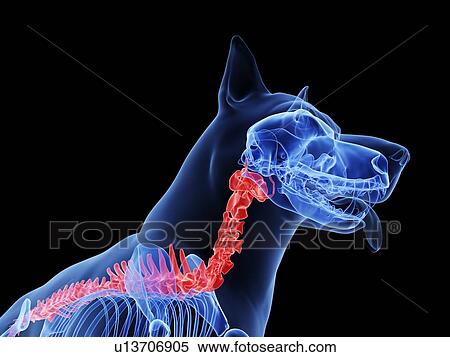 Stock Photography - Dog spine, computer illustration.. Fotosearch