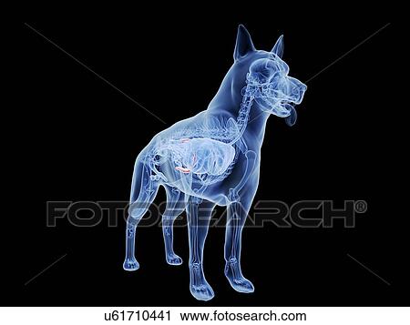 Stock Image - Dog spleen, computer illustration.. Fotosearch