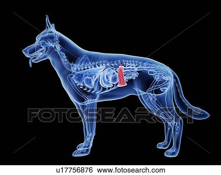 Stock Photograph - Dog spleen, computer illustration.. Fotosearch