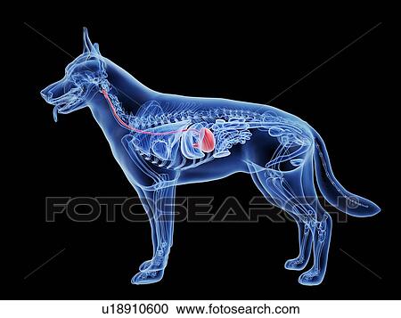 Dog stomach, computer illustration. View Large Photo Image Stock Image - Dog stomach, computer illustration.. Fotosearch