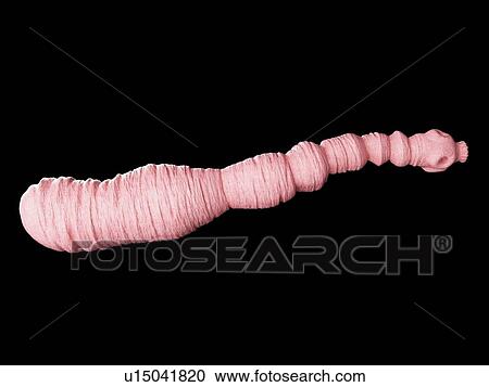 Dog tapeworm, illustration View Large Photo Image Stock Image - Dog tapeworm, illustration. Fotosearch