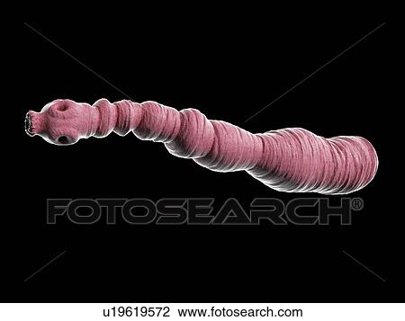 Stock Image - Dog tapeworm, illustration. Fotosearch