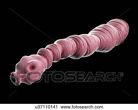 Dog tapeworm, illustration View Large Photo Image Stock Image - Dog tapeworm, illustration. Fotosearch