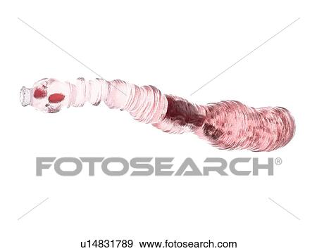 Dog tapeworm, illustration View Large Photo Image Stock Photo - Dog tapeworm, illustration. Fotosearch
