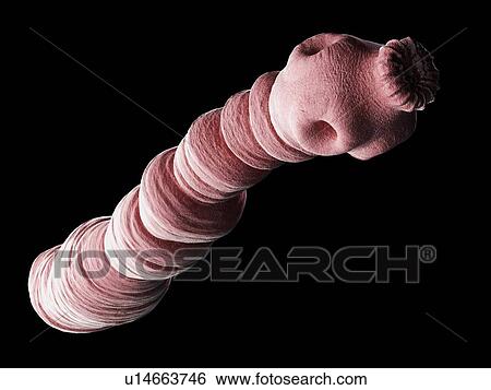 Stock Photograph - Dog tapeworm, illustration. Fotosearch