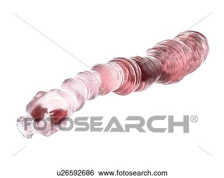 Dog tapeworm, illustration View Large Photo Image Stock Photograph - Dog tapeworm, illustration. Fotosearch