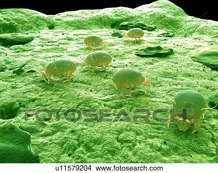 Picture - Dust mite, computer illustration.. Fotosearch
