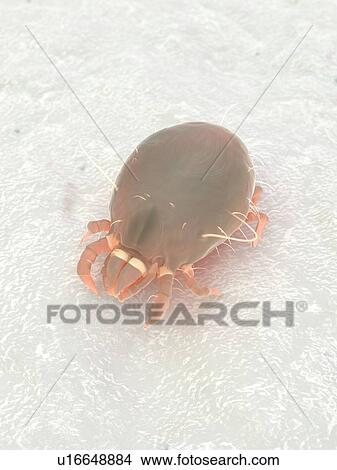 Picture - Dust mite, computer illustration.. Fotosearch