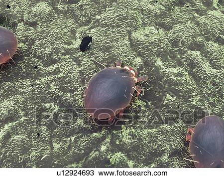 Stock Image - Dust mite, computer illustration.. Fotosearch