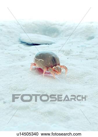 Stock Image - Dust mite, computer illustration.. Fotosearch