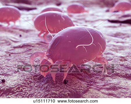 Stock Image - Dust mite, computer illustration.. Fotosearch