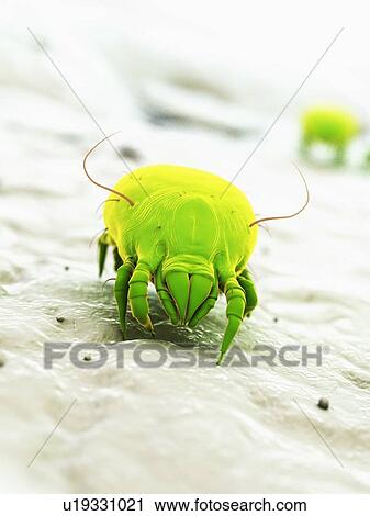 Stock Image - Dust mite, computer illustration.. Fotosearch