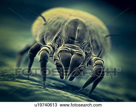 Stock Image - Dust mite, computer illustration.. Fotosearch