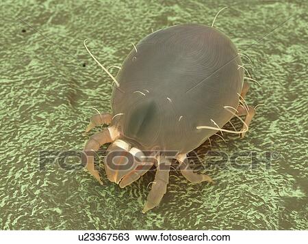 Stock Image - Dust mite, computer illustration.. Fotosearch