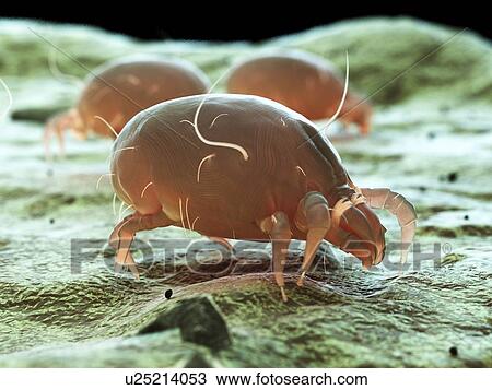 Stock Image - Dust mite, computer illustration.. Fotosearch