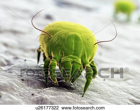 Dust mite, computer illustration. View Large Photo Image Stock Image - Dust mite, computer illustration.. Fotosearch