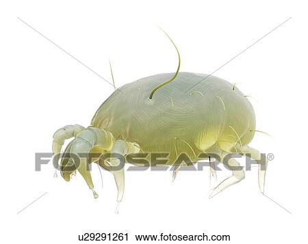 Dust mite, computer illustration. View Large Photo Image Stock Image - Dust mite, computer illustration.. Fotosearch