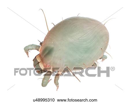 Dust mite, computer illustration. View Large Photo Image Stock Image - Dust mite, computer illustration.. Fotosearch
