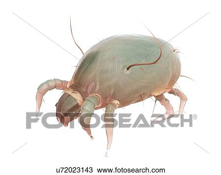 Stock Image - Dust mite, computer illustration.. Fotosearch