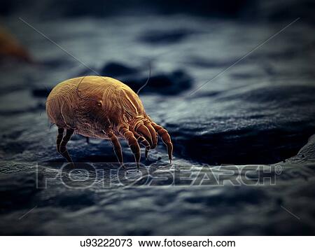Stock Image - Dust mite, computer illustration.. Fotosearch