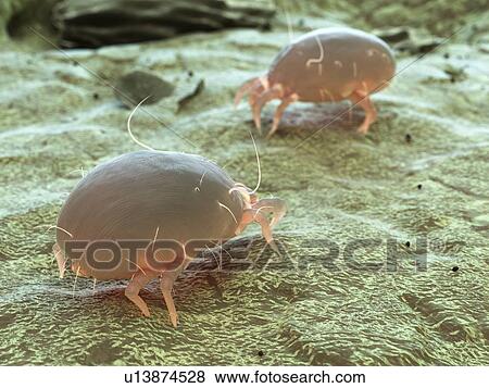 Dust mite, computer illustration. View Large Photo Image Stock Photo - Dust mite, computer illustration.. Fotosearch