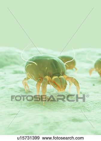 Stock Photo - Dust mite, computer illustration.. Fotosearch